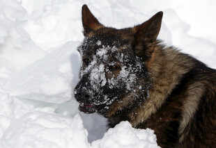 雪中的德国牧羊犬