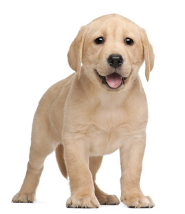 可爱拉布拉多幼犬