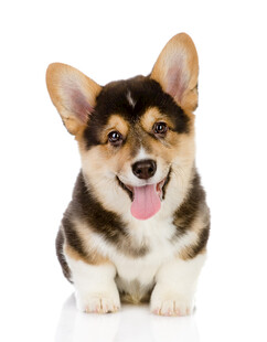 可爱柯基犬吐舌卖萌