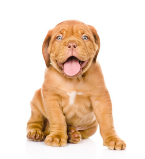 可爱棕色幼犬吐舌卖萌