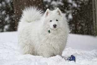 雪地中的萨摩耶犬