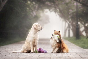 林间两萌犬的温馨时刻