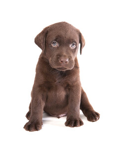 拉布拉多幼犬