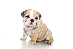 可爱英国斗牛犬幼犬