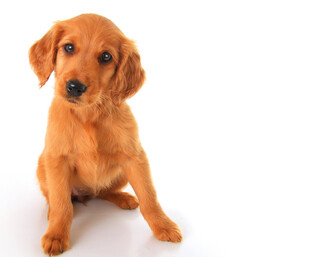 可爱金毛犬坐立