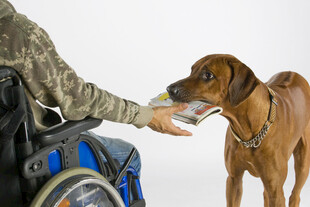 残疾军人与服务犬温馨互动