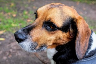 可爱比格犬侧头特写