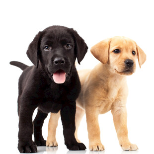 两只可爱幼犬