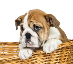 篮子里的可爱斗牛幼犬