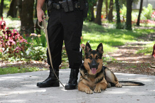 警犬与警员的户外场景