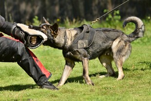 警犬训练瞬间