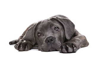 趴着的可爱黑色幼犬