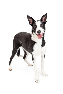 黑白相间立耳犬