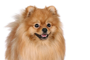 可爱博美犬的萌趣瞬间