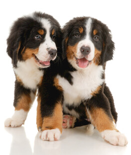 两只可爱的伯恩山幼犬