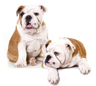 两只可爱英国斗牛犬