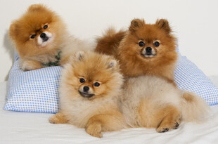 四只博美犬依偎在枕旁