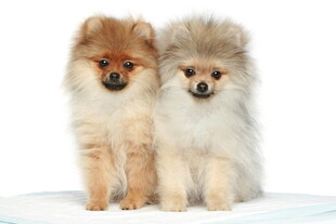 可爱博美犬