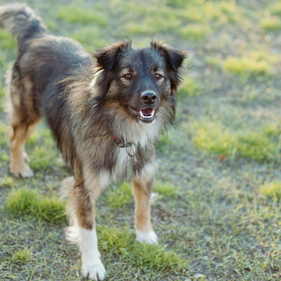 草地站立的可爱混种犬