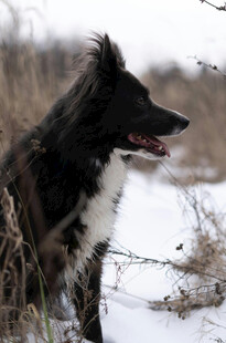 雪地中的黑白长毛犬