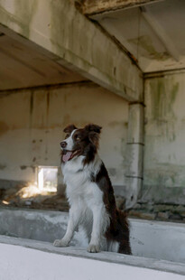 室内坐着的三色边境牧羊犬