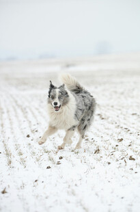 雪地中奔跑的帅气牧羊犬