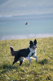 海边奔跑的黑白萌犬