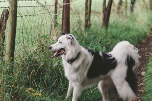 田园中的黑白牧羊犬