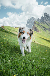 草地上奔跑的可爱三色犬