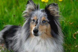 长毛牧羊犬于绿意中静立