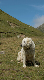 高山上的白色牧羊犬