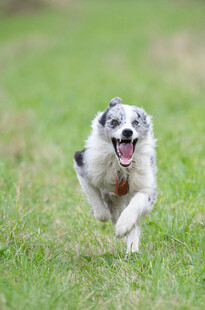 奔跑的萌犬