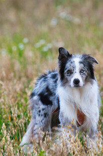 草地中的可爱边牧犬