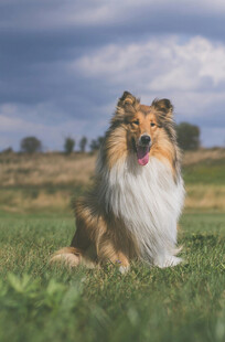 草地上的长毛牧羊犬
