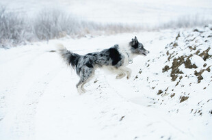 雪地中奔跑的黑白花纹犬