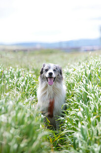 田野中开心的牧羊犬
