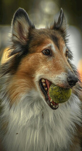 牧羊犬叼球瞬间