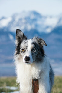 雪地中的帅气边境牧羊犬