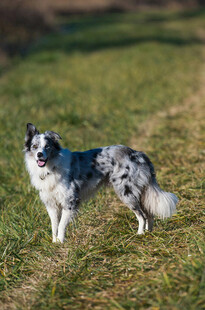 草地上的可爱边牧犬