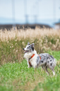 草地上的可爱边牧犬