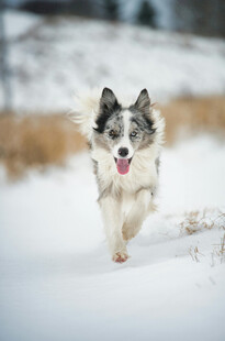雪地中奔跑的欢乐牧羊犬