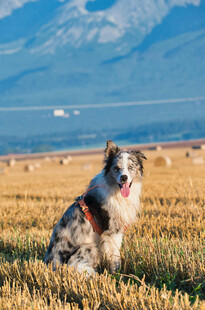 田野中的快乐牧羊犬