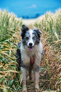 麦田中的可爱边境牧羊犬