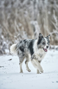 雪地中奔跑的边牧犬