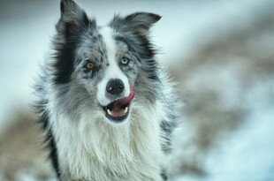 雪地中的可爱边牧犬