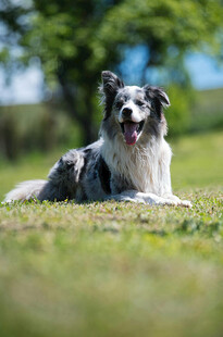 草地休憩的边牧犬