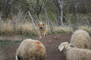 牧羊犬守护羊群于旷野