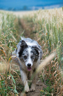 麦田中奔跑的可爱牧羊犬