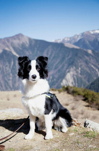 高山边的黑白边境牧羊犬