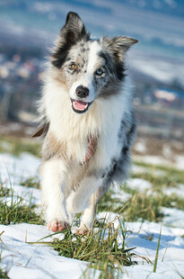 雪地中奔跑的帅气牧羊犬